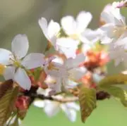 山桜の画像