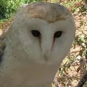 ふくろうの画像