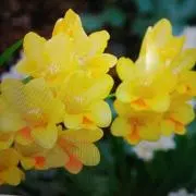 フリージアの画像