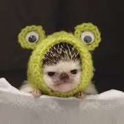 ピナ