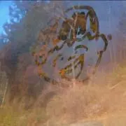 96の画像