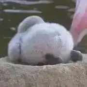どさこの画像