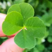 クローバー☘の画像