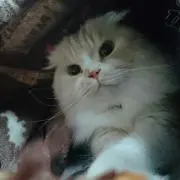 miii