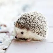 Yuunaの画像