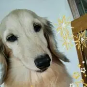 ショコラの画像