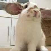 あきのっち