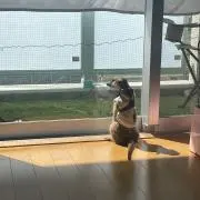 希少 クリア スケルトン 透明ステアリングホイール 30センチ - メルカリ