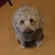 コロスケの画像
