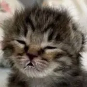 Anikiの画像