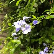 たか