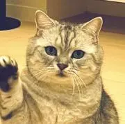 ねこの画像