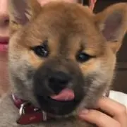 cacaoの画像