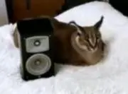 飛燕