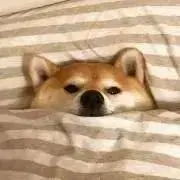 jinの画像