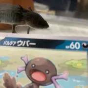 うーぱーるーぱーの画像