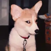 にちへいの画像