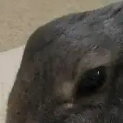 TBの画像