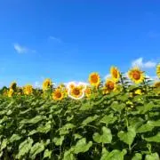 さくまん♡プロフ必読の画像
