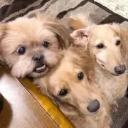 ショコラ