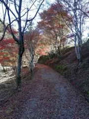 kogon