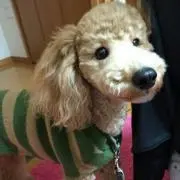 マリ