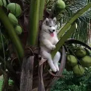 わんこ