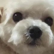 まぁの画像