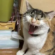毛皮マリ子