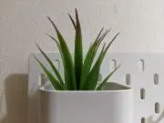 さいとうの画像