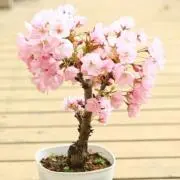 ミラクルの画像