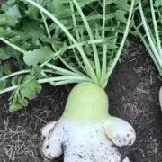 たくりな。の画像