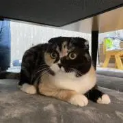 はのルル