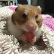 めぐちん