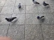 ぐみの画像