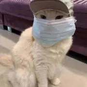 ピカット