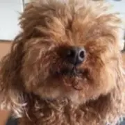yuki