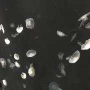 kiraの画像