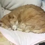 ルナ