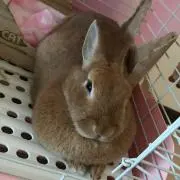 わたっぽ