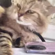 Pitiの画像