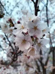 花の画像