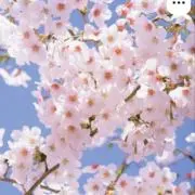 えびはらの画像