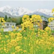 nekonaoの画像