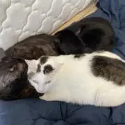 ぐんぷく
