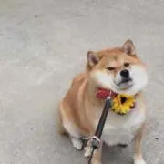 けんけん