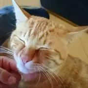 つん
