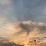 ぼたんの画像