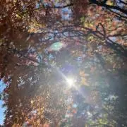 Niの画像