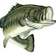 も